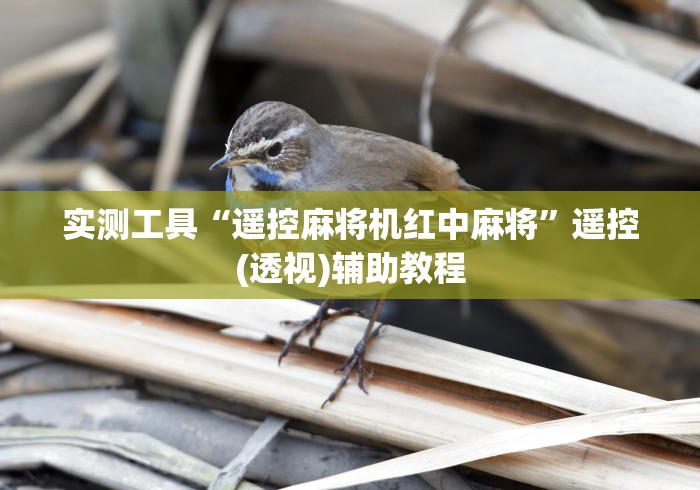 实测工具“遥控麻将机红中麻将”遥控(透视)辅助教程